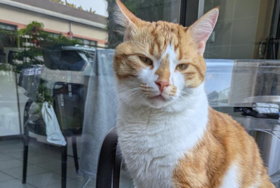 Alerte Disparition Chat  Mâle , 2 ans Dorfen Allemagne